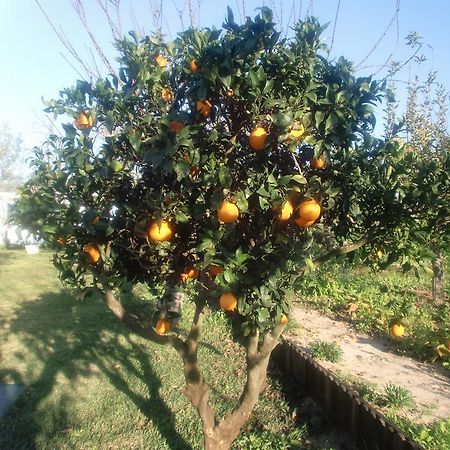 Quinta Da Harmonia Lejlighed Azeitão Eksteriør billede