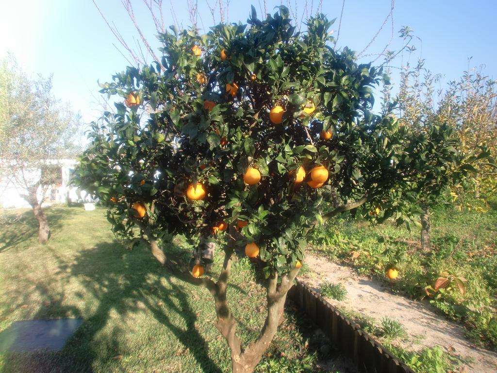 Quinta Da Harmonia Lejlighed Azeitão Eksteriør billede