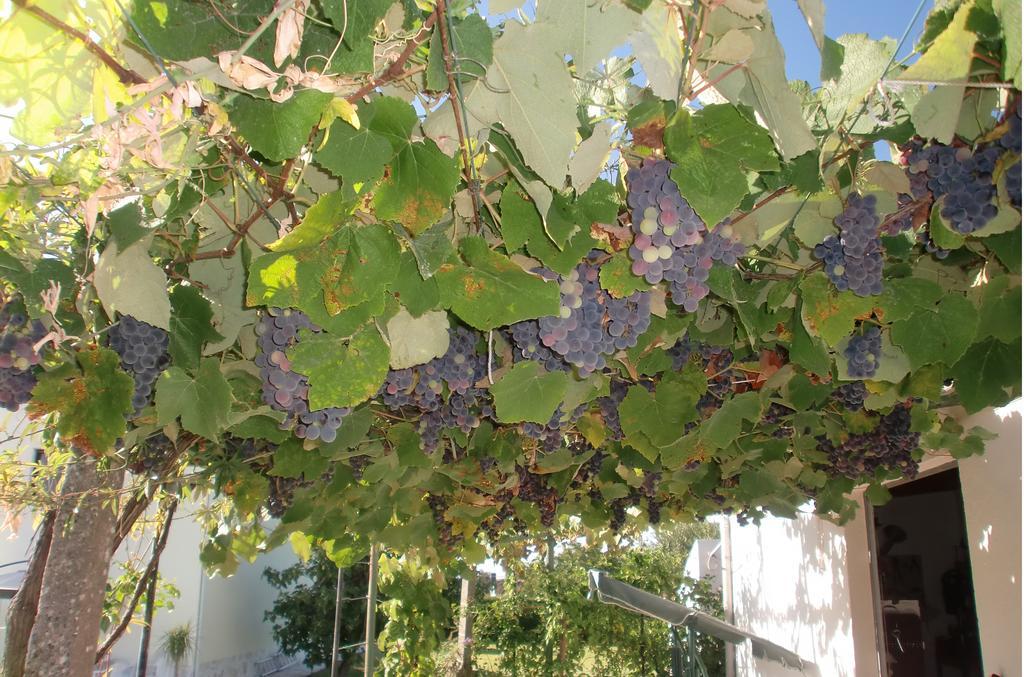 Quinta Da Harmonia Lejlighed Azeitão Eksteriør billede